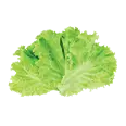 Lechuga