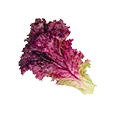 Lechuga de hoja roja