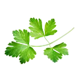 Cilantro