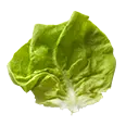 Lechuga Bibb